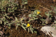 Argyrolobium biebersteinii