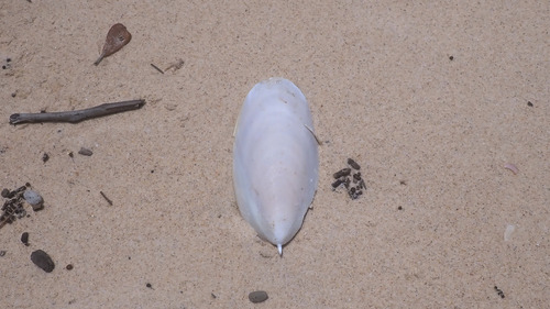 photo of Reaper Cuttlefish (Sepia mestus)