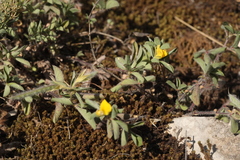 Argyrolobium biebersteinii