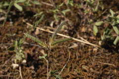 Argyrolobium biebersteinii