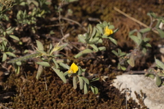 Argyrolobium biebersteinii