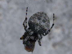 Araneus circe