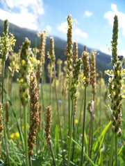 Plantago maritima serpentina