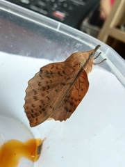 Gastropacha populifolia