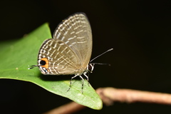 Jamides caeruleus