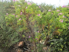 Pelargonium denticulatum