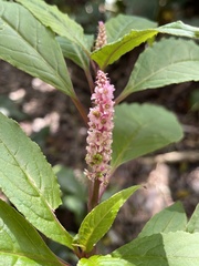 Phytolacca sandwicensis