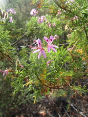 Pelargonium denticulatum