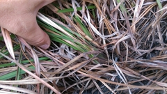 Schizachyrium stoloniferum