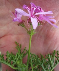 Pelargonium denticulatum