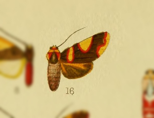 Neritos coccinea
