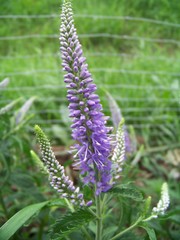 Veronica longifolia longifolia