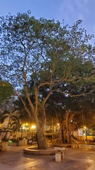 Crateva unilocularis