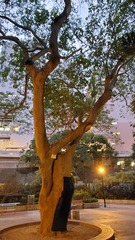 Crateva unilocularis