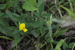 Argyrolobium biebersteinii