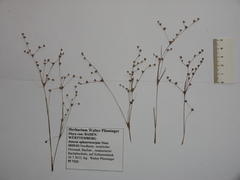 Juncus sphaerocarpus