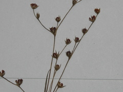 Juncus sphaerocarpus