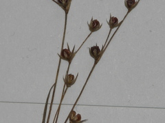 Juncus sphaerocarpus