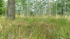 Schizachyrium stoloniferum