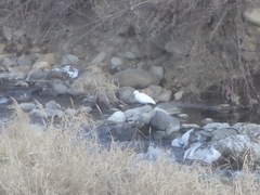 Egretta garzetta