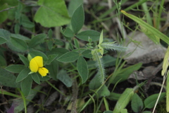 Argyrolobium biebersteinii