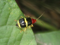 Gynandrobrotica