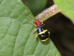 Gynandrobrotica