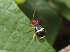Gynandrobrotica