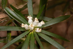 Cyathodes platystoma