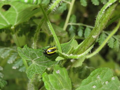 Desmogramma