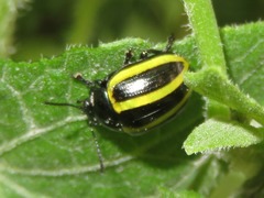Desmogramma