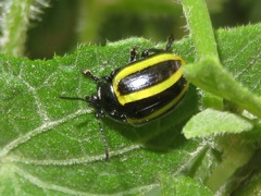 Desmogramma