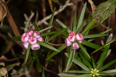 Cyathodes platystoma
