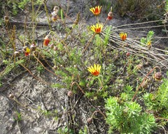 Ursinia discolor