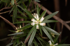 Cyathodes platystoma