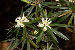 Cyathodes platystoma