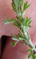 Ursinia discolor