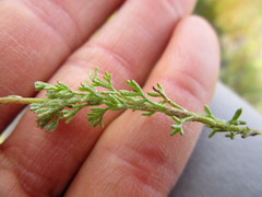 Ursinia discolor
