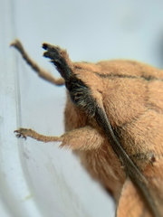 Gastropacha populifolia