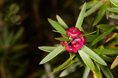 Cyathodes platystoma