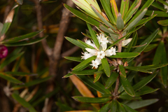 Cyathodes platystoma