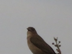Turdus ignobilis debilis