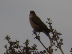 Turdus ignobilis debilis
