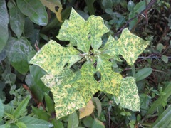Euphorbia heterophylla