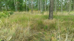 Schizachyrium stoloniferum