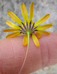 Euryops ericoides
