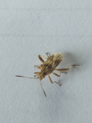 Stictopleurus scutellaris