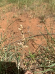 Schmidtia pappophoroides