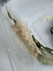 Gastropacha populifolia