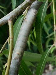 Gastropacha populifolia